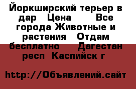 Йоркширский терьер в дар › Цена ­ 1 - Все города Животные и растения » Отдам бесплатно   . Дагестан респ.,Каспийск г.
